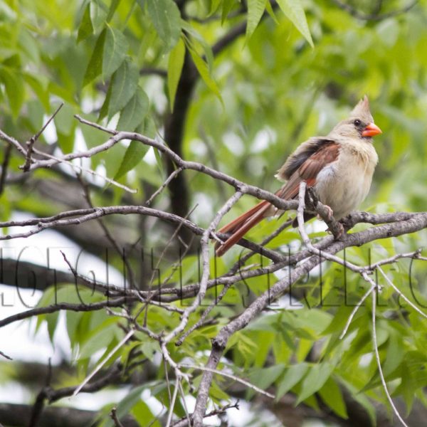 Redbirds in OakCliff