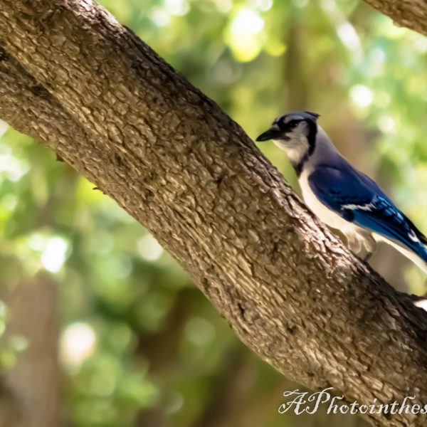 ABlueJay-1