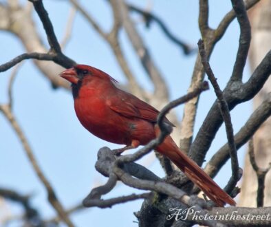 redbirds-1-6