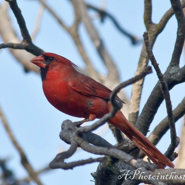 redbirds-1-6