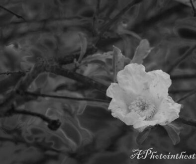 My flower BW-1